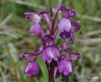 orchis morio